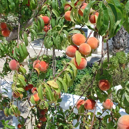 Отель Cosmopolitan Кос