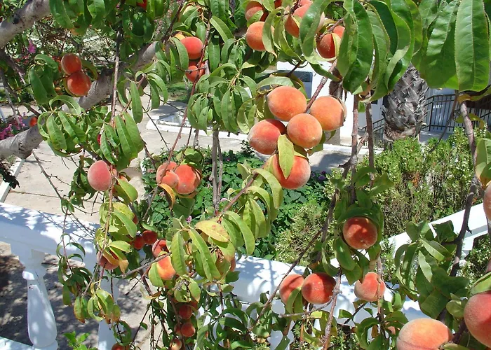 Hotel Cosmopolitan Kos Town